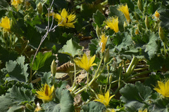 Eucnide bartonioides