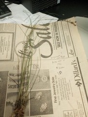 Rhynchospora perplexa