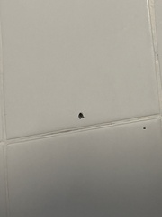 Clogmia albipunctata