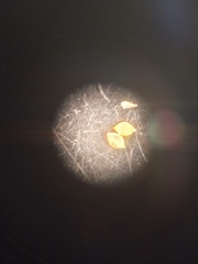 Rhynchospora perplexa