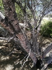 Prosopis flexuosa