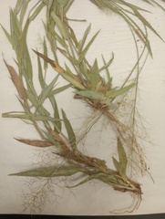 Dichanthelium erectifolium