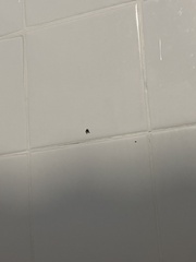 Clogmia albipunctata