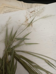 Dichanthelium erectifolium