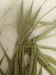 Dichanthelium erectifolium