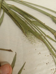 Dichanthelium erectifolium