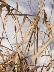 Calamagrostis stricta