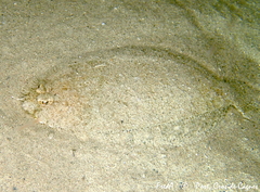 Arnoglossus