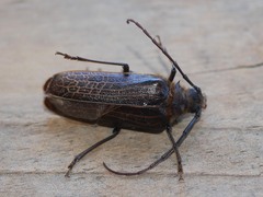 Prionoplus reticularis