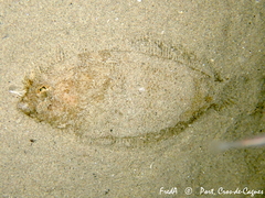 Arnoglossus