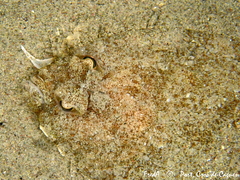 Arnoglossus