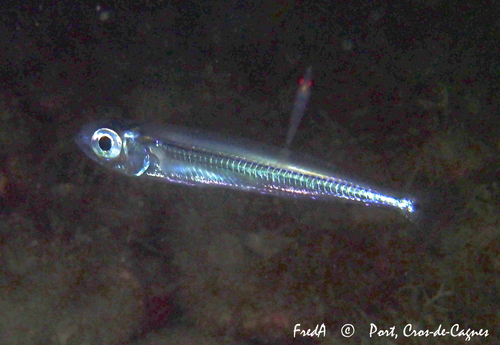 Big-scale Sand Smelt, Alpes-Maritimes, Provence-Alpes-Côte d'Azur, FR, photo 9 of 10