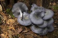 Omphalotus mexicanus