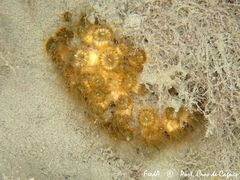 Cladocora caespitosa