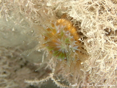 Cladocora caespitosa