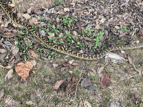 Australian Scrub Python sighting