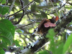 Pseudocolaptes boissonneautii