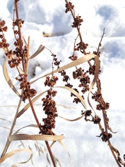Rumex stenophyllus