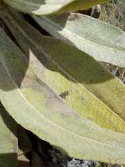 Espeletia