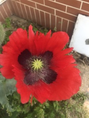 Papaver somniferum