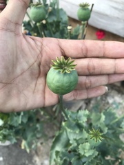 Papaver somniferum