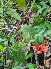 Palicourea longiflora