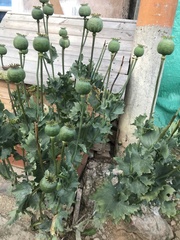 Papaver somniferum