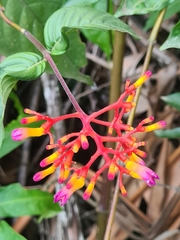 Palicourea longiflora