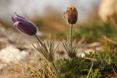 Pulsatilla