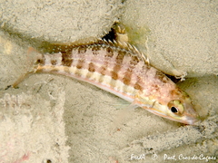 Serranus cabrilla