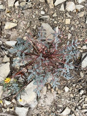 Hoffmannseggia glauca