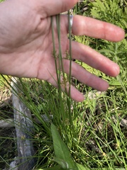 Juncus pylaei