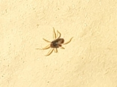 Acariformes
