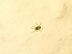Acariformes