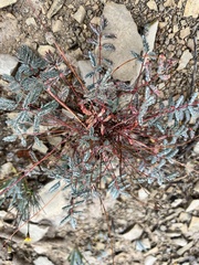 Hoffmannseggia glauca