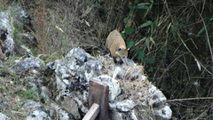 Nasua
