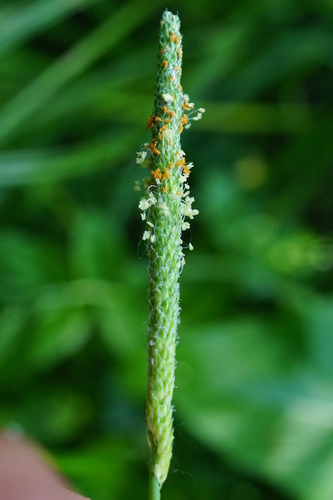 psiarka plavá (Alopecurus aequalis)
