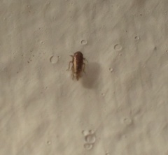 Xestocephalus