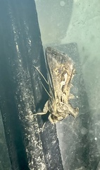 Chrysodeixis argentifera