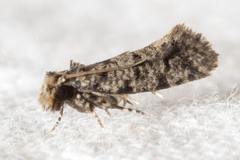 Amydria margoriella