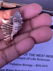 Chicoreus brevifrons