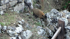 Nasua