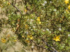 Larrea divaricata