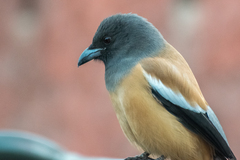 Dendrocitta vagabunda