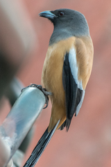 Dendrocitta vagabunda