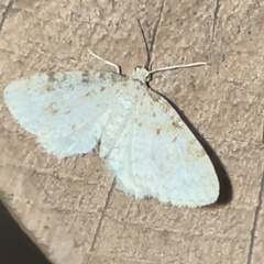 Hydrelia inornata