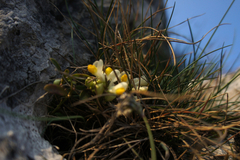Polygaloides chamaebuxus