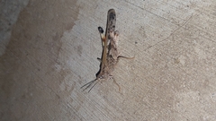 Pycnostictus seriatus