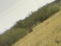 Boselaphus tragocamelus