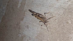 Pycnostictus seriatus
